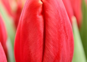 Tulipa Cartago ® (4)